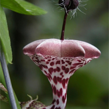 Ceropegia Woodii Flowers Bonsai Parachute Ceropegia Haygarthii 100 PCS S... - $9.08