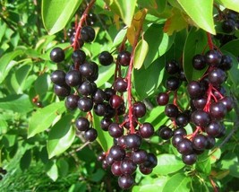 Prunus Virginiana (Black Choke cherry) 20 seeds - £1.62 GBP