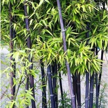 HGBO 50 Seeds Black Bamboo Seeds Bamboo Bonsai Garden Home Decoration Cold Resis - $8.72