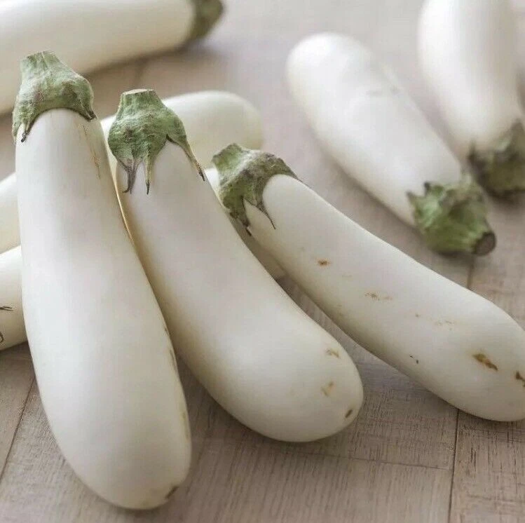 White Long Eggplant Seed 15 Seeds Solsnum Melongena Vegetable Seeds - $5.18