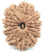 Super Collector 12 Mukhi Rudraksha - 31.20 mm - Nepal - IGL Certified - £234.40 GBP