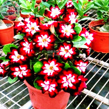 Dark Flowing Adenium Desert Rose Pack 2 Seeds Single Petal Dark Red Red And Whit - $10.89