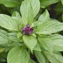 Heirloom Thai Siam Queen Basil Seeds, Large, lush green leaves contrast with squ - £8.76 GBP