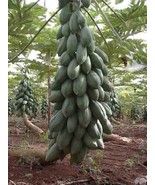 5 Seeds Fresh Thai Dwarf Papaya Fruit Seeds, Paw Paw Miniature - £23.12 GBP