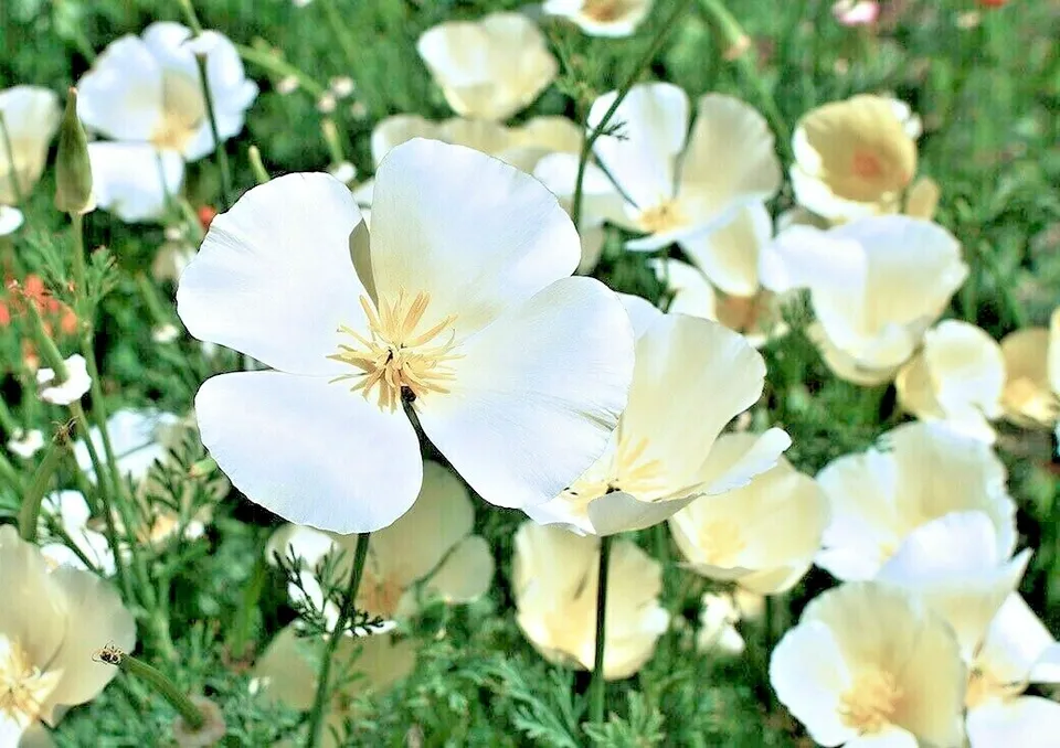 PSStore 1001 White Linen California PoppyFlower Native Vegetable Seeds - £7.33 GBP