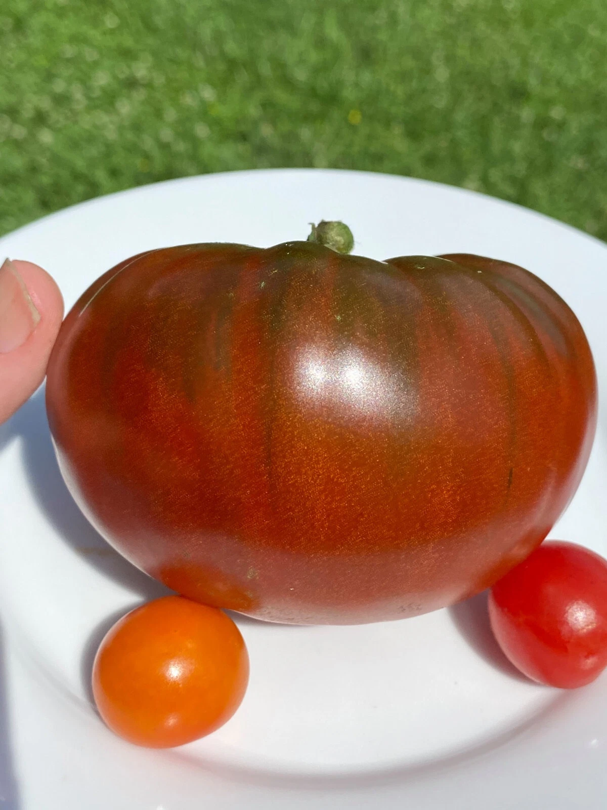 50 Seeds Buffalo Soldier Tomato Juicy Tomatoe Vegetable Garden Edible - $5.18