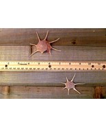 Guildfordia Yoka 3&quot; collectible beautiful specimen seashell beach decor - $464.89 MXN