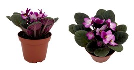 4&quot; Pot - Novelty African Violet - Best Blooming Plant - Live Plant - $34.99