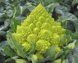 200 Romanesco Broccoli Seeds Non Gmo Heirloom Organic Fresh Fast Shipping - $8.99