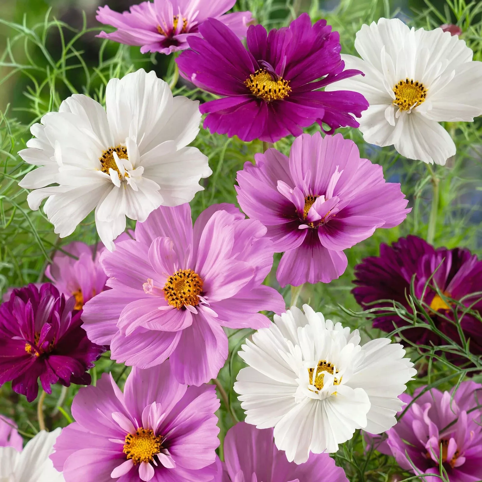 200 Psyche Mix Cosmos Seeds Planting Fresh Seeds Gardening USA - $12.48