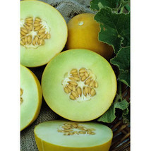 Melon Honeydew Sweet Delight Organic Free Ship - $9.98