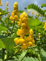 Candlestick Cassia Senna alata 100 Seeds - $196.24 MXN