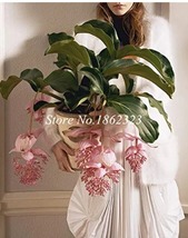 Fast Ship USA Seller 100Pc Medinilla Magnifica Plant Very Beautiful Bonsai Flowe - £8.13 GBP