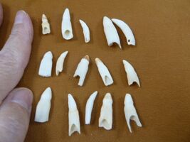 (G370-13) 15 GATOR Alligator Aligator T**th Dentition make jewelry mixed... - $216.26 MXN