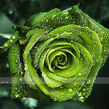 50 Seeds Dark Green European Rose Bush Seed Fragrant Flower, Decorative Garden - $30.00