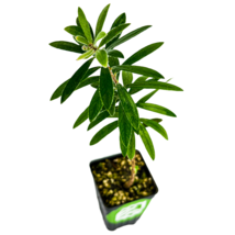 Little John Bottlebrush Dwarf Tree - Callistemon - Live Plant - HND1 - £44.28 GBP