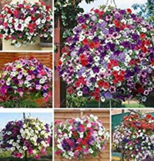 100Pcs Hanging Petunia Seeds Mixed Colors Fresh Seeds - $5.19