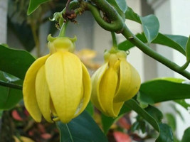 Artabotrys Hexapetalus Ylang Ylang Vine Fragrant Flowers Seeds Garden Fresh USA  - £11.04 GBP