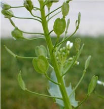 FMG 50 Field Pennycress Seeds (Tthlaspi Arvense) Common Pennycress Fast ... - $208.92 MXN