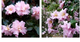 Live Plant - Pink Snow Camellia Sasanqua - Quart Pot - £44.55 GBP