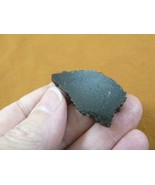 DF301-16 Fossil REAL 1-5/8&quot; DINOSAUR Bone Slice Jurassic Dino love dinos... - $10.39