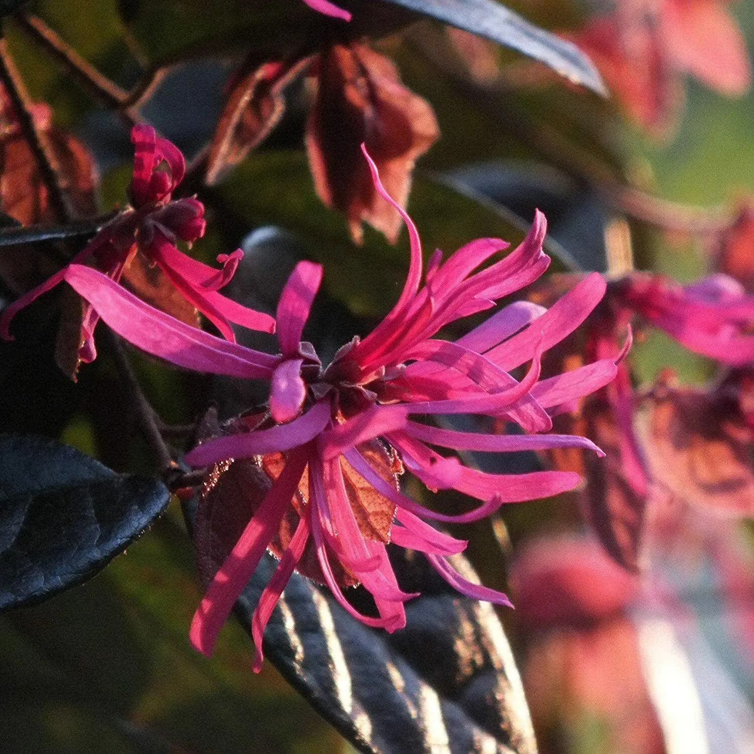 10 starter plant Loropetalum Carolina Midnight - £51.51 GBP