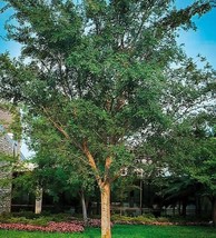 1 pcs Chinese Elm Tree Lacebark Live Plant 2.5 Quart Great For Bonsai - £56.61 GBP