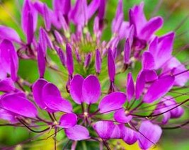 USA Seller 200 Violet Queen Cleome Hassleriana Cleome Spinosa Purple Spider Flow - £12.69 GBP