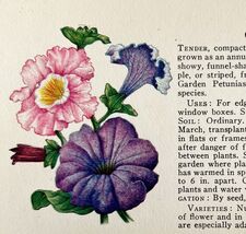 Petunia Garden Flowers 1940 Art Rudolf Freund Color Plate Print PCBG16 - €9,21 EUR