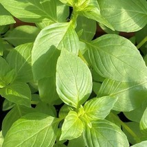 Lime Basil Seeds US Fast Shipping - $41.07 MXN