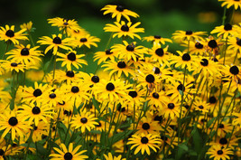 Sale 2000 Seeds Black Eyed Susan Rudbeckia Hirta Yellow Flower  USA - £7.76 GBP