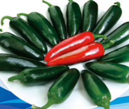 Dark Green Sichuan Pickled Chilli Seeds, 1 Original Pack, Heirloom Hot Pepper Ve - $20.12