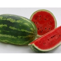 THJAR Allsweet Watermelon Seeds 25 seeds Free USPS first class shipping - £4.01 GBP