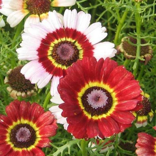 Sale 1000 Seeds Painted Daisy Landscapers Pack Bulk Perennial Pollinators NonGmo Item image 2
