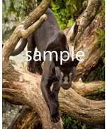 Black leopard  wild life  Art Print great wall hanging &quot;8x10&quot;  picture - $259.67 MXN