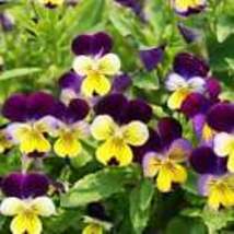 300+ Johnny Jump Up Viola Seeds  Flower VIOLET CORNUTA TRICOLOR USA - £6.47 GBP