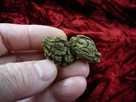 (PP280-58) 7/8&quot; Genuine Fossil TURTLE POOP Coprolite Madagascar Dung WEI... - $225.06 MXN