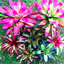 US Seller 100Pcs Bonsai Colorful Cactus Bromeliad Tillandsia Bulbosa Air Plant E - £13.58 GBP