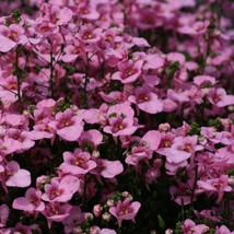 OKB 100 Twinspur &#39;Pink Queen&#39; Seeds - Diascia Barberae - Pink Flower Pro... - $12.85