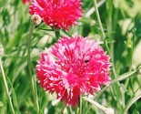 Cornflower Bachelor Button Tall Red Heirloom Flower Sun/Shade Non Gmo 50... - $8.99