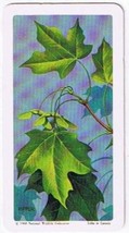 Brooke Bond Red Rose Tea Card #40 Sugar Maple Trees Of North America - $0.98