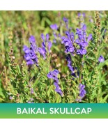 Baikal Skullcap Scutellaria Baicalensis Bulk Seeds - $11.75