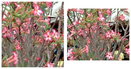 &#39;Somalense&#39; Adenium White Pink Desert Rose Seeds Professional Pack 4 Seeds/Pack - £15.97 GBP