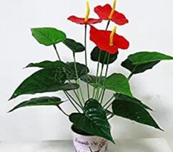 Goodidea 100PCS Red Anthurium Seeds - $7.41