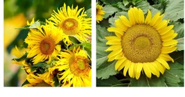 75 Seeds. Sunflower Dwarf Yellow Pygmy 18” Tall Safe For Bees - £21.91 GBP