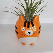 Tiger Planter with Air Plant, Orange Cat Animal Plant Pot, Airplant Holder image 2