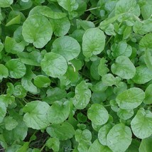 New Fresh USA Seller 500 Herb Upland Cress Seeds - £10.53 GBP