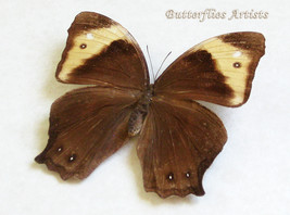 Melanitis Constantia Female Rare Real Butterfly Framed Entomology Shadowbox - $78.99