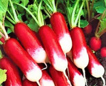 French Breakfast Radish Seeds 200 Seeds Non-Gmo Fast Shipping - £6.41 GBP