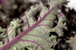 500 Seeds Red Rusian Kale Heirloom Seeds Quick To Sprout Garden Delight - £6.66 GBP